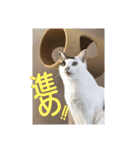 ゆるねこパンチ（個別スタンプ：15）