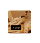 ゆるねこパンチ（個別スタンプ：16）