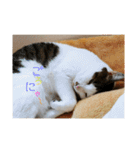 ゆるねこパンチ（個別スタンプ：17）