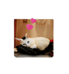 ゆるねこパンチ（個別スタンプ：20）