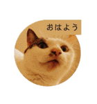 ゆるねこパンチ（個別スタンプ：21）