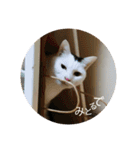 ゆるねこパンチ（個別スタンプ：23）