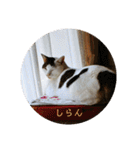 ゆるねこパンチ（個別スタンプ：24）