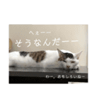 ゆるねこパンチ（個別スタンプ：25）
