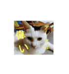 ゆるねこパンチ（個別スタンプ：27）