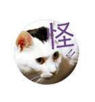 ゆるねこパンチ（個別スタンプ：28）