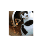 ゆるねこパンチ（個別スタンプ：29）