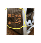 ゆるねこパンチ（個別スタンプ：30）