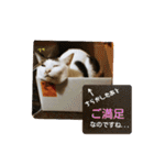 ゆるねこパンチ（個別スタンプ：31）