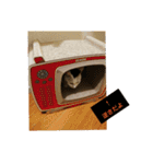 ゆるねこパンチ（個別スタンプ：32）