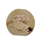 ゆるねこパンチ（個別スタンプ：35）
