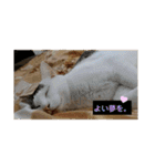 ゆるねこパンチ（個別スタンプ：37）