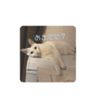 ゆるねこパンチ（個別スタンプ：38）