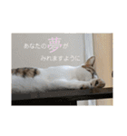 ゆるねこパンチ（個別スタンプ：39）