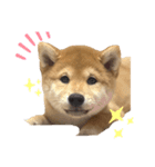 柴犬 ゆきかぜスタンプ（個別スタンプ：1）