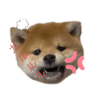 柴犬 ゆきかぜスタンプ（個別スタンプ：2）