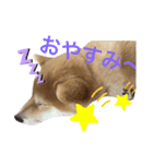 柴犬 ゆきかぜスタンプ（個別スタンプ：3）