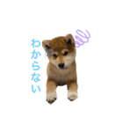 柴犬 ゆきかぜスタンプ（個別スタンプ：4）