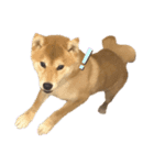 柴犬 ゆきかぜスタンプ（個別スタンプ：5）