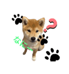 柴犬 ゆきかぜスタンプ（個別スタンプ：7）