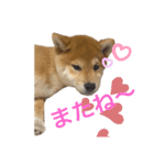 柴犬 ゆきかぜスタンプ（個別スタンプ：8）