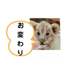 たけしのスタンプ  その23（個別スタンプ：2）