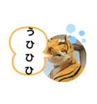 たけしのスタンプ  その23（個別スタンプ：5）
