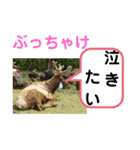 たけしのスタンプ  その23（個別スタンプ：8）