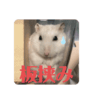 ちびまろちろ集（個別スタンプ：3）