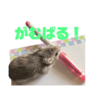 ちびまろちろ集（個別スタンプ：4）