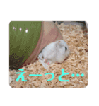 ちびまろちろ集（個別スタンプ：6）
