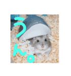 ちびまろちろ集（個別スタンプ：12）