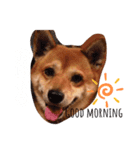 ピース君すたんぷ（個別スタンプ：1）