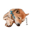 ピース君すたんぷ（個別スタンプ：2）