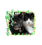 ひじき＆につけスタンプ（個別スタンプ：37）