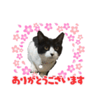 ひじき＆につけスタンプ（個別スタンプ：39）