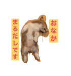 suzuの日々（個別スタンプ：27）
