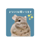 チンチラさんの優しい日常敬語スタンプ（個別スタンプ：1）