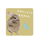 チンチラさんの優しい日常敬語スタンプ（個別スタンプ：3）