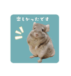チンチラさんの優しい日常敬語スタンプ（個別スタンプ：4）