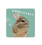 チンチラさんの優しい日常敬語スタンプ（個別スタンプ：5）