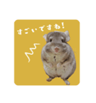 チンチラさんの優しい日常敬語スタンプ（個別スタンプ：6）