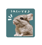 チンチラさんの優しい日常敬語スタンプ（個別スタンプ：7）