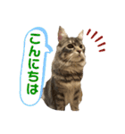 イケニャンなのにビビリなマシェリ（個別スタンプ：2）