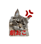 イケニャンなのにビビリなマシェリ（個別スタンプ：13）