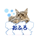 イケニャンなのにビビリなマシェリ（個別スタンプ：24）