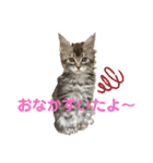 イケニャンなのにビビリなマシェリ（個別スタンプ：34）