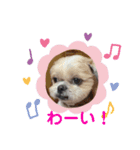 愛しの茶太郎くん5（個別スタンプ：1）