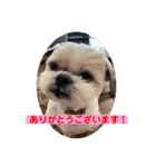愛しの茶太郎くん5（個別スタンプ：4）