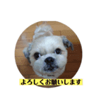 愛しの茶太郎くん5（個別スタンプ：5）